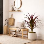 Bananenboom In Pot Rood