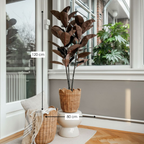 Rubberplant In Pot Rood