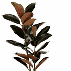 Rubberplant In Pot Rood