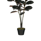 Rubberplant In Pot Rood