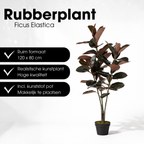 Rubberplant In Pot Rood