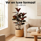 Rubberplant In Pot Rood