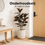 Rubberplant In Pot Rood