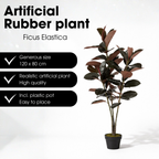 Rubberplant In Pot Rood
