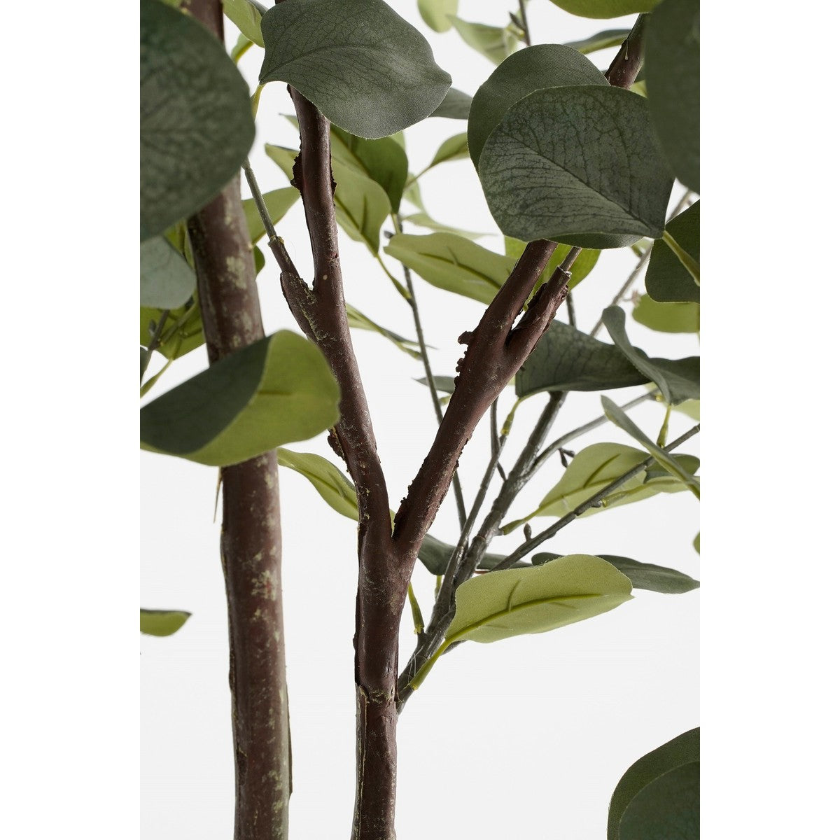 Eucalyptus Tree In Pot Green - H120Xd55Cm