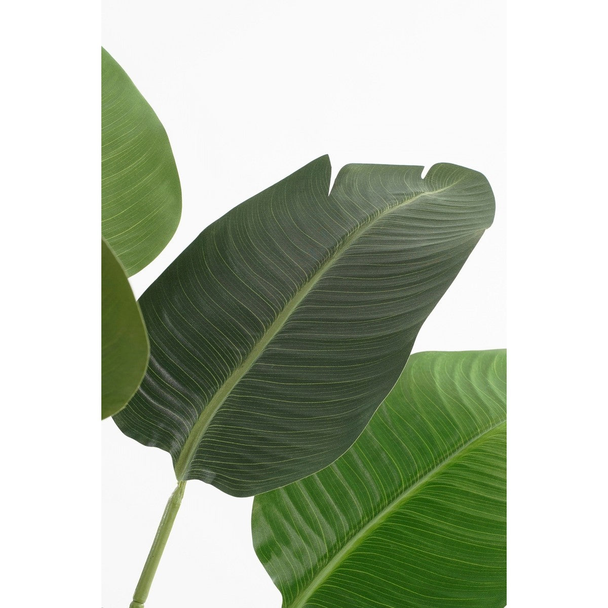 Banana Tree In Pot Green - H120Xd30Cm