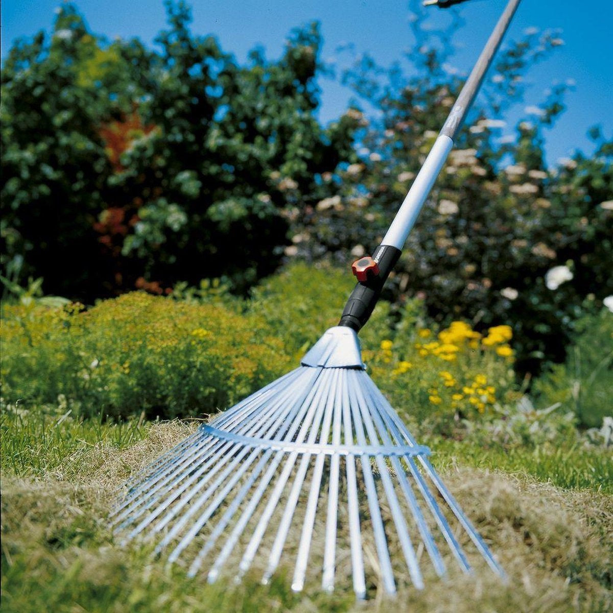 Bladhark 50 cm