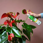  BLADGLANS 600 ML