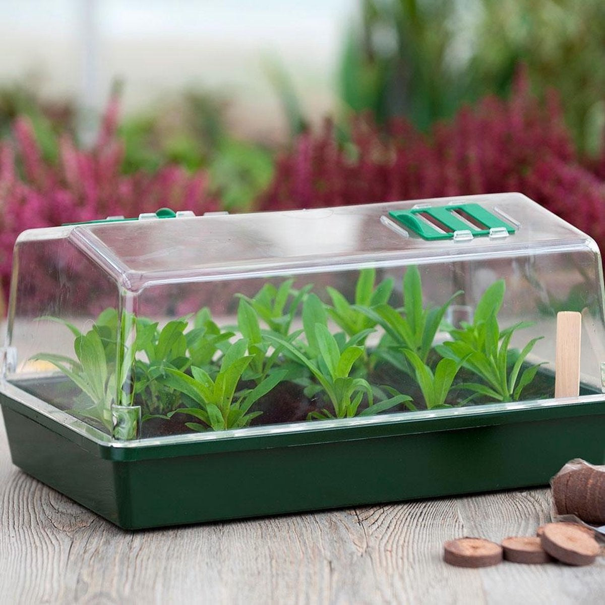 Kweekkas H18x37,5x24 cm.