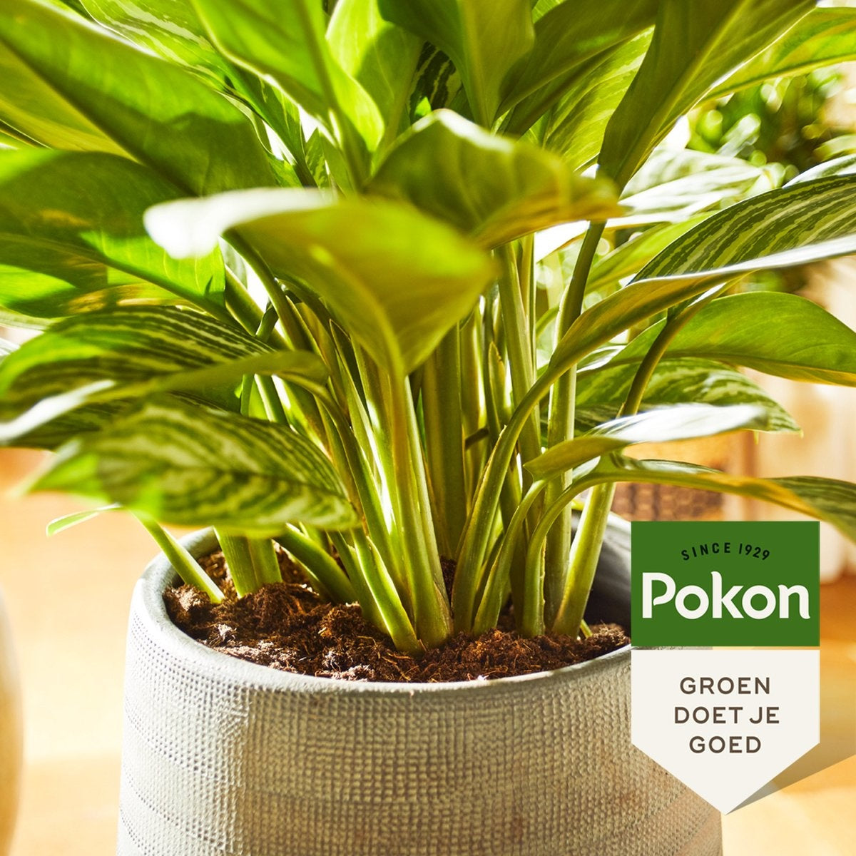  GROENE PLANTEN VOEDING 250 ML
