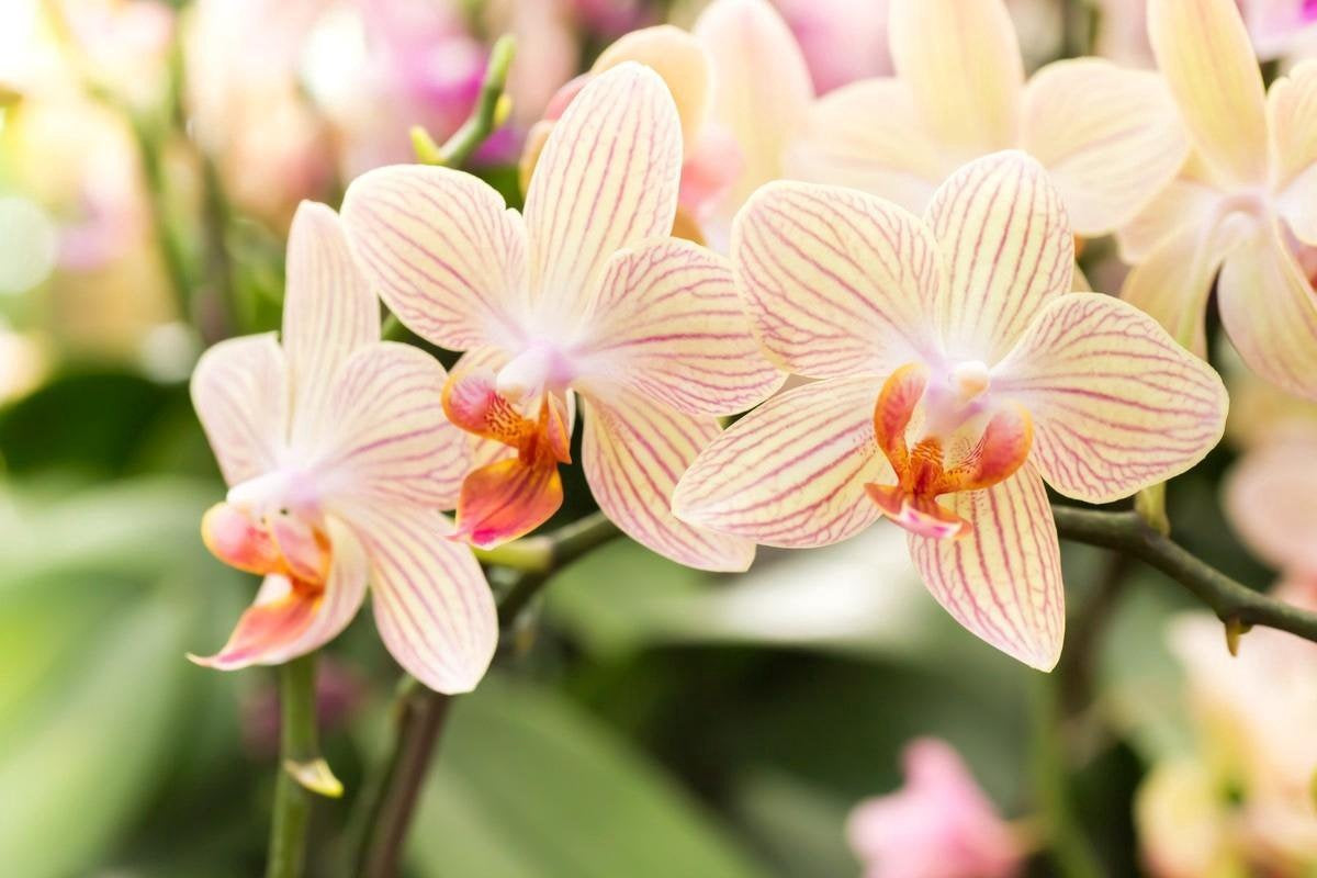 ORCHID FOCUS GROW 1 LITER