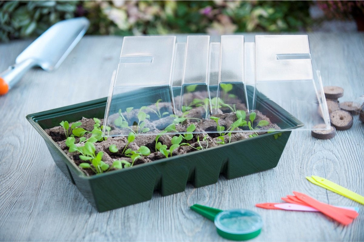 Kweekkas+turfpotplaat