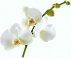 POKON ORCHIDEE VOEDING 250 ML