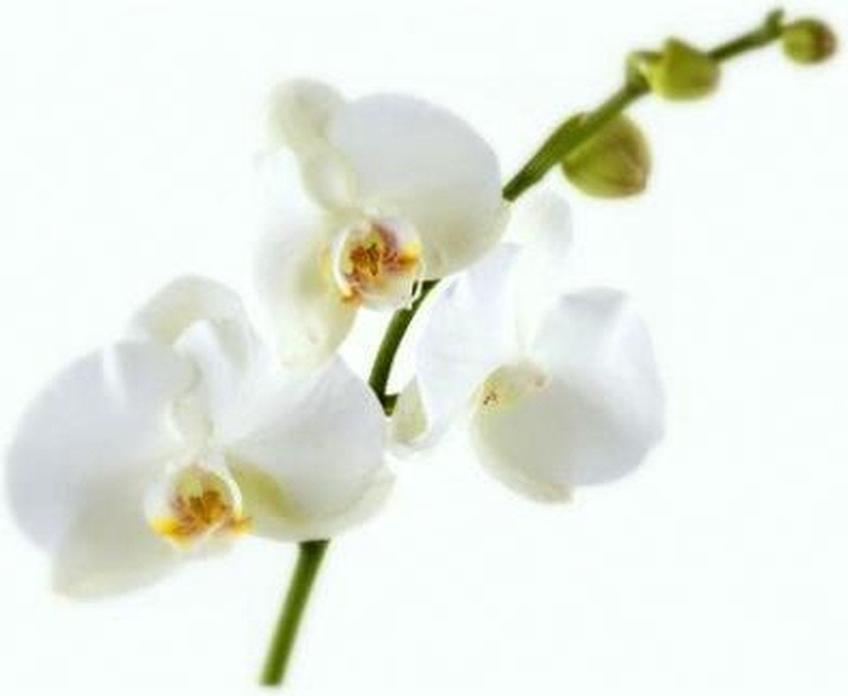 ORCHIDEE VOEDING 500 ML