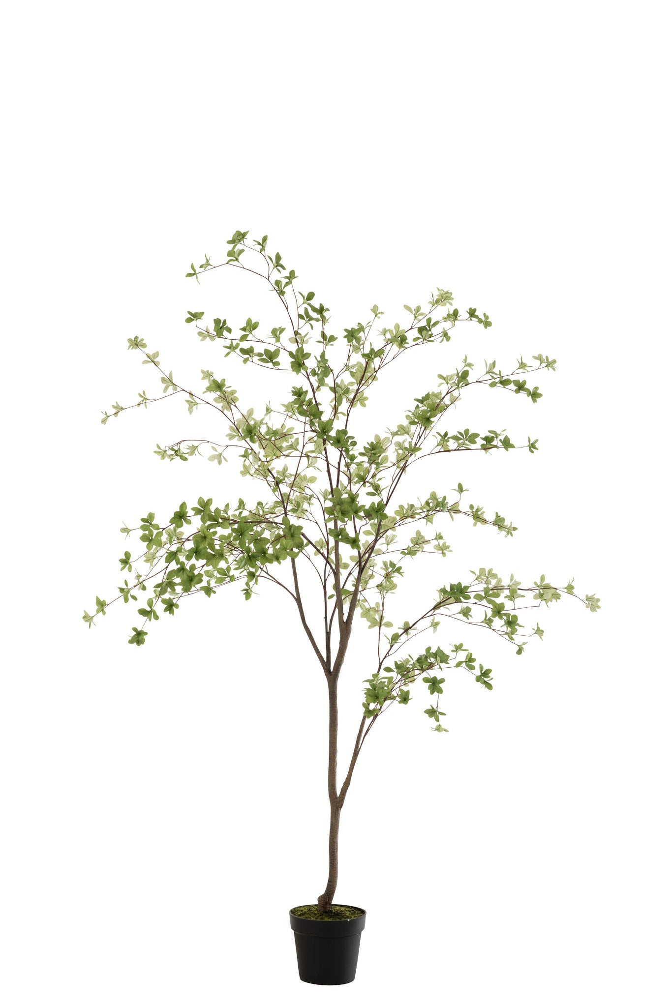 J-LINE KUNSTPLANT FIJNE BLADEREN PLASTIC GROEN/ZWART 192 CM - Tuincentrum Lopik