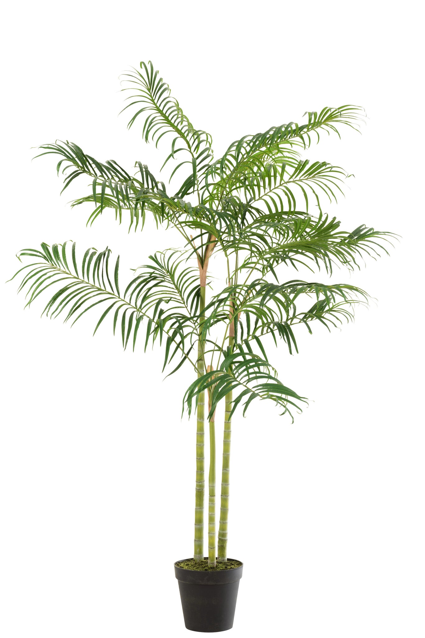 J-LINE KUNSTPLANT BAMBOO PALM IN POT GROEN/ZWART SMALL H170XB110CM - Tuincentrum Lopik