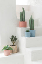 J-LINE KUNSTCACTUS 3-DELIG IN PLASTIC POT GROEN SMALL - Tuincentrum Lopik