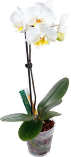 GROWTH TECHNOLOGY ORCHID FOCUS DRIP FEEDER – 38 ML