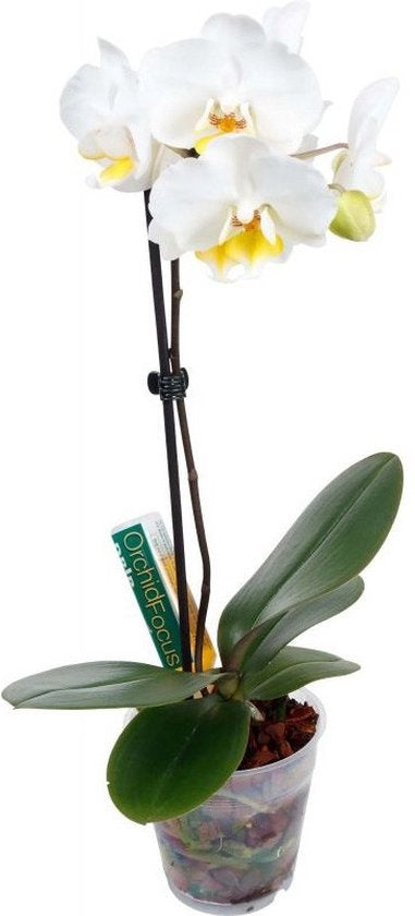 GROWTH TECHNOLOGY ORCHID FOCUS DRIP FEEDER – 38 ML