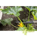  NATURELINE KRABBER 9 CM