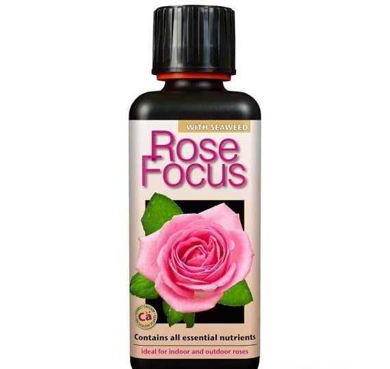 ROSE FOCUS 300 ML