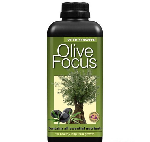 OLIVE FOCUS 1 LITER