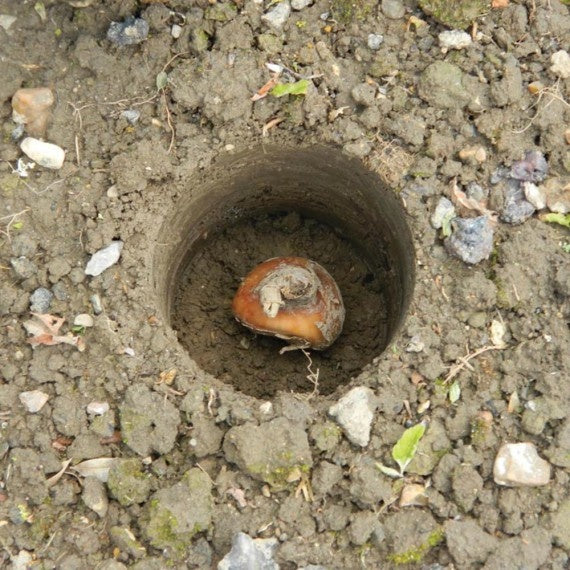  BOLLENPLANTER MET STEEL