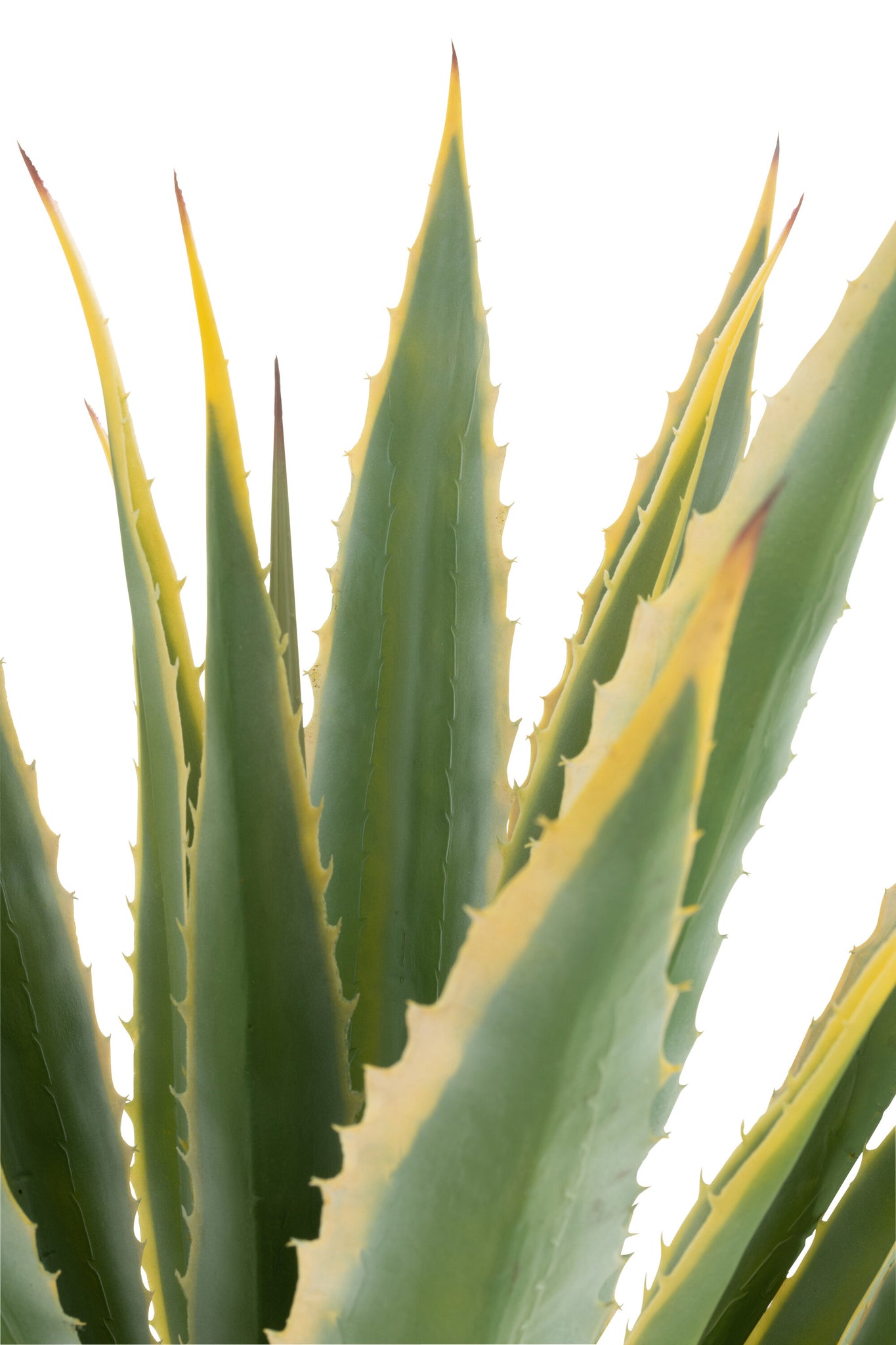 J-LINE AGAVE YELLOW EDGE POT ARTIFICIAL GREEN