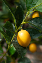 J-LINE CITROENBOOM POT KUNSTMATIG GROEN KLEIN - Tuincentrum Lopik
