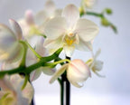 POWERSPRAY ORCHIDEE 300 ML