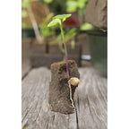  Kweekbak miniset 7x11 vakken