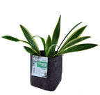TRANSPLANTER POT 8 LITER 25.5X18X18CM