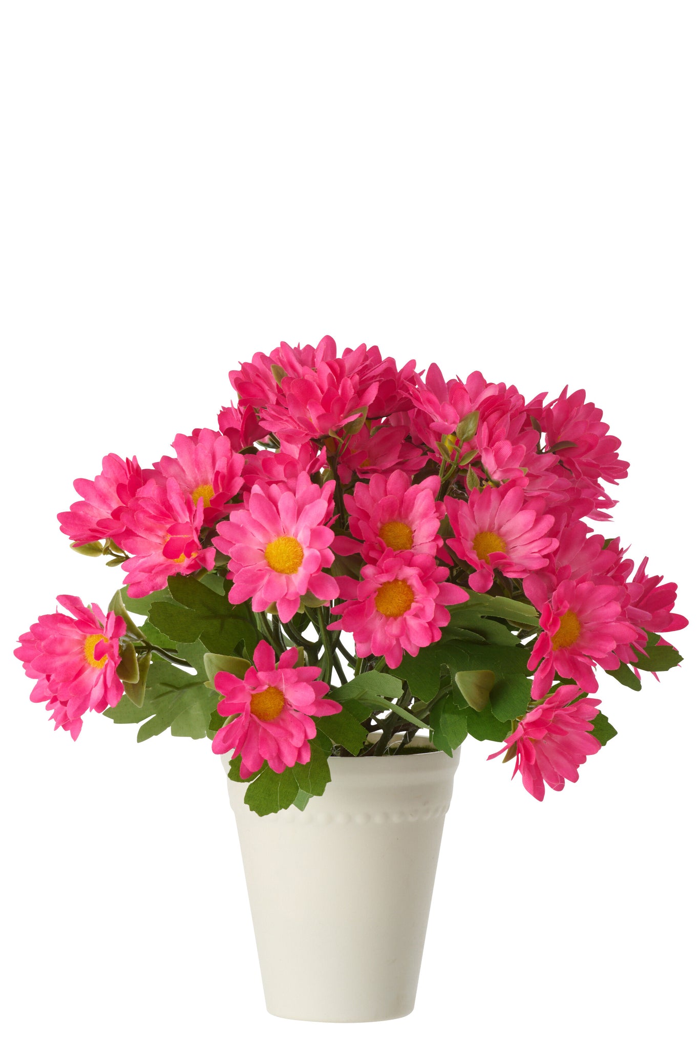 Daisy Pvc Fuchsia - Tuincentrum Lopik