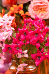 Bundle Of 3 Dogwood Textile Light Pink - Tuincentrum Lopik