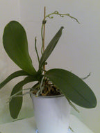 ORCHID FOCUS GROW 1 LITER