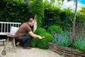  BUXUS-AZ 1.6 KG