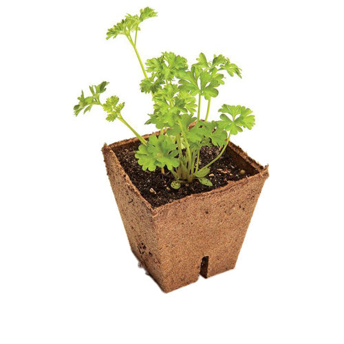  POT VIERKANT 8 CM PER 24 STUKS