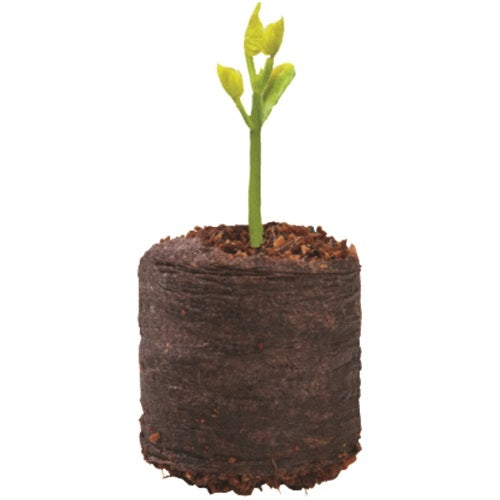  KOKOSPLUG 20 X Ø36 MM