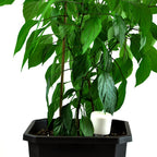 BESCHERMKAP VOOR BLUMAT DIGITAL TENSIOMETER