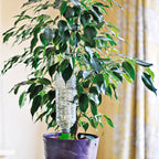 AQUASOLO 3+1 SET M GROEN VOOR POTTEN Ø30 - 40CM