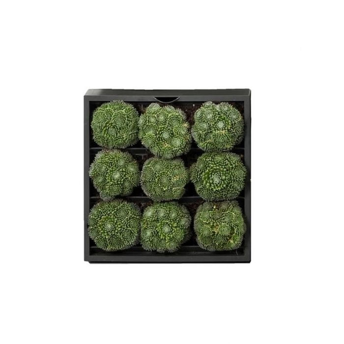 greenwall verticale tuin grijs