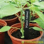  ZWARTE PLANTENLABELS 50 STUKS