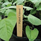  PLANTENLABELS HOUT 10 STUKS