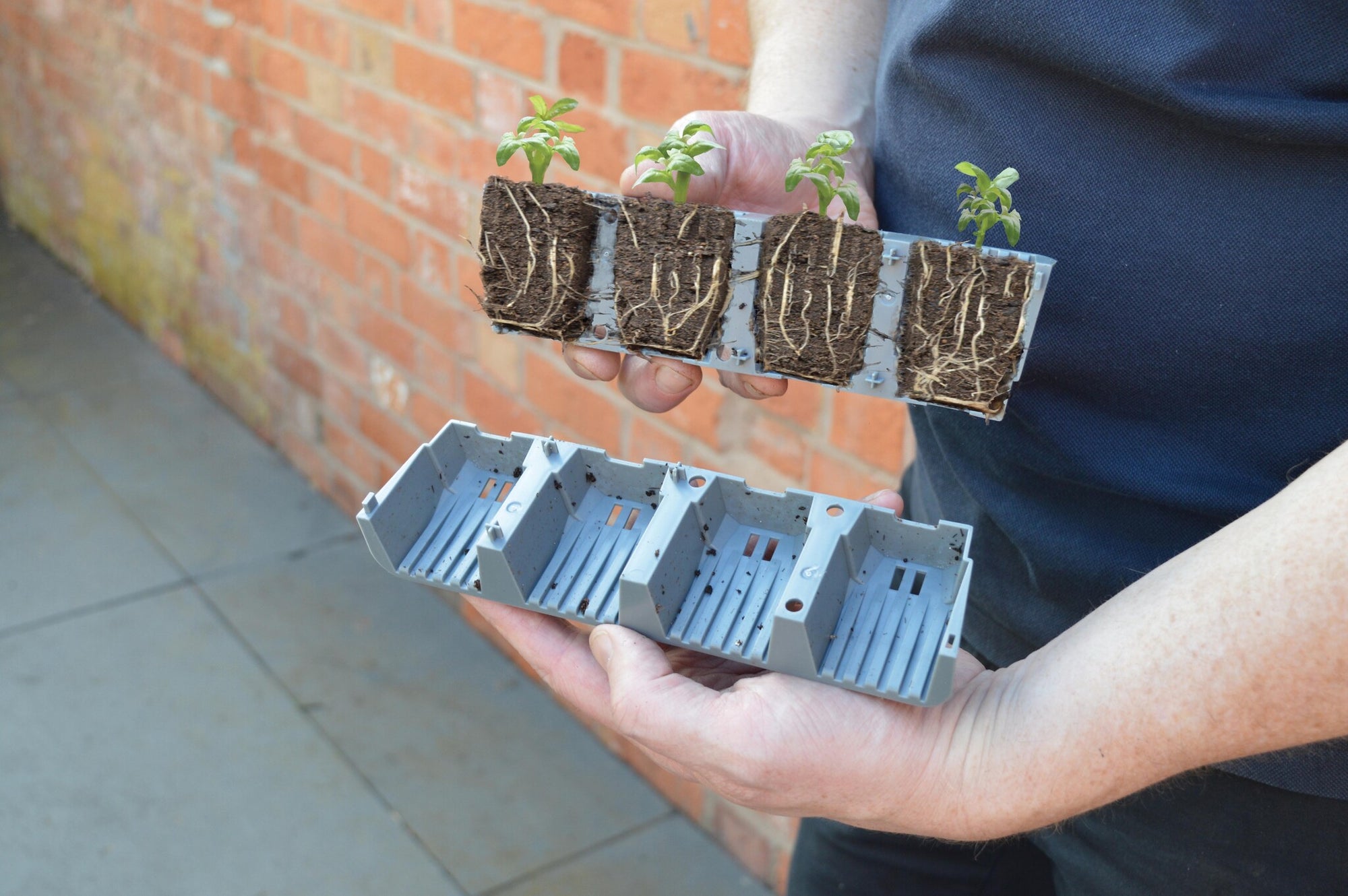 24 FAST ROOT PLANT CELLS