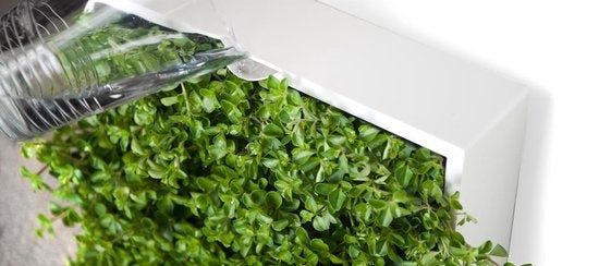greenwall verticale tuin wit