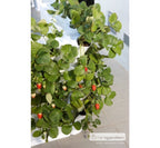 VERTICAL 3 MODULE STARTER SET - KLEUR WIT