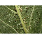 OGF Garlic 1 liter Anti Ongedierte Knoflookextract