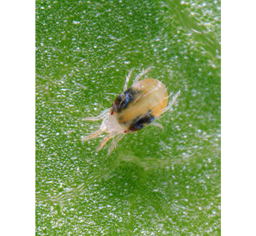 OGF Garlic 1 liter Anti Ongedierte Knoflookextract