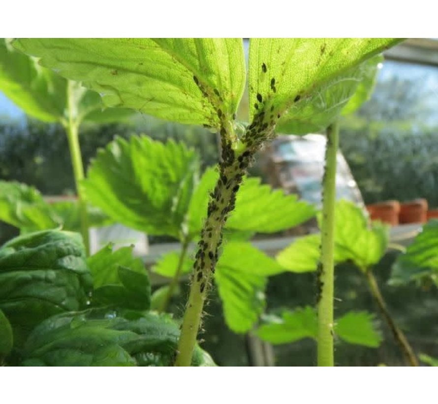  OGF Garlic 500 ml Anti Ongedierte Knoflookextract