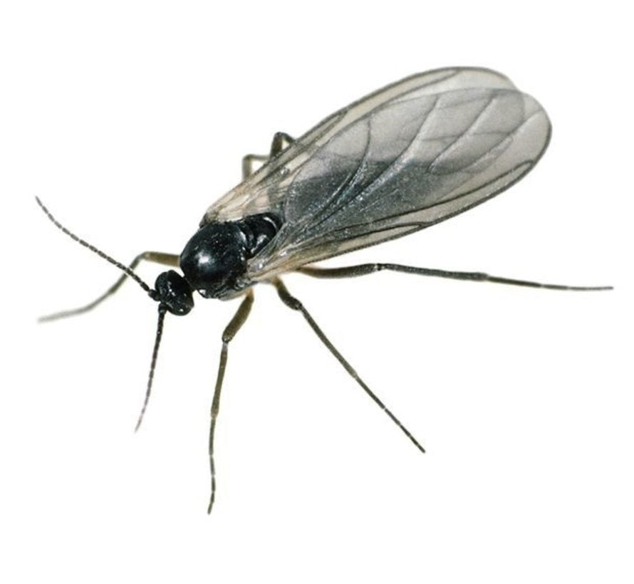  ROOT PROTECTOR 250GR